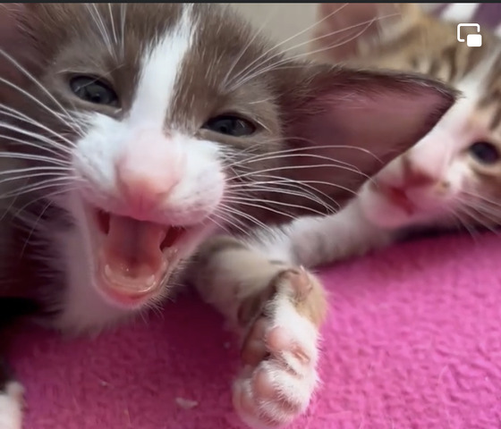KiKi Kitten