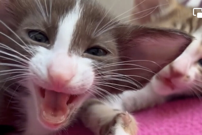 KiKi Kitten